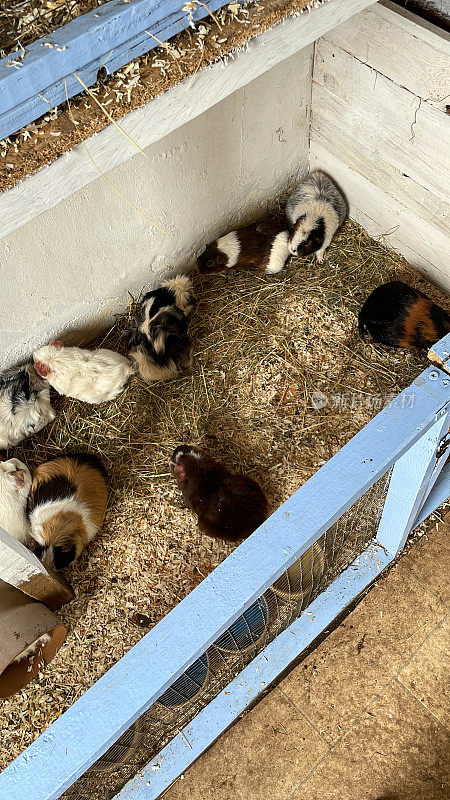 图片群的阿比西尼亚豚鼠(Cavia porcellus)，短和长毛多色的洞穴在室内电线金属跑撒着木屑，升高的观点